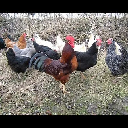Gaenseliesl Neukirchen (Nordfriesland)